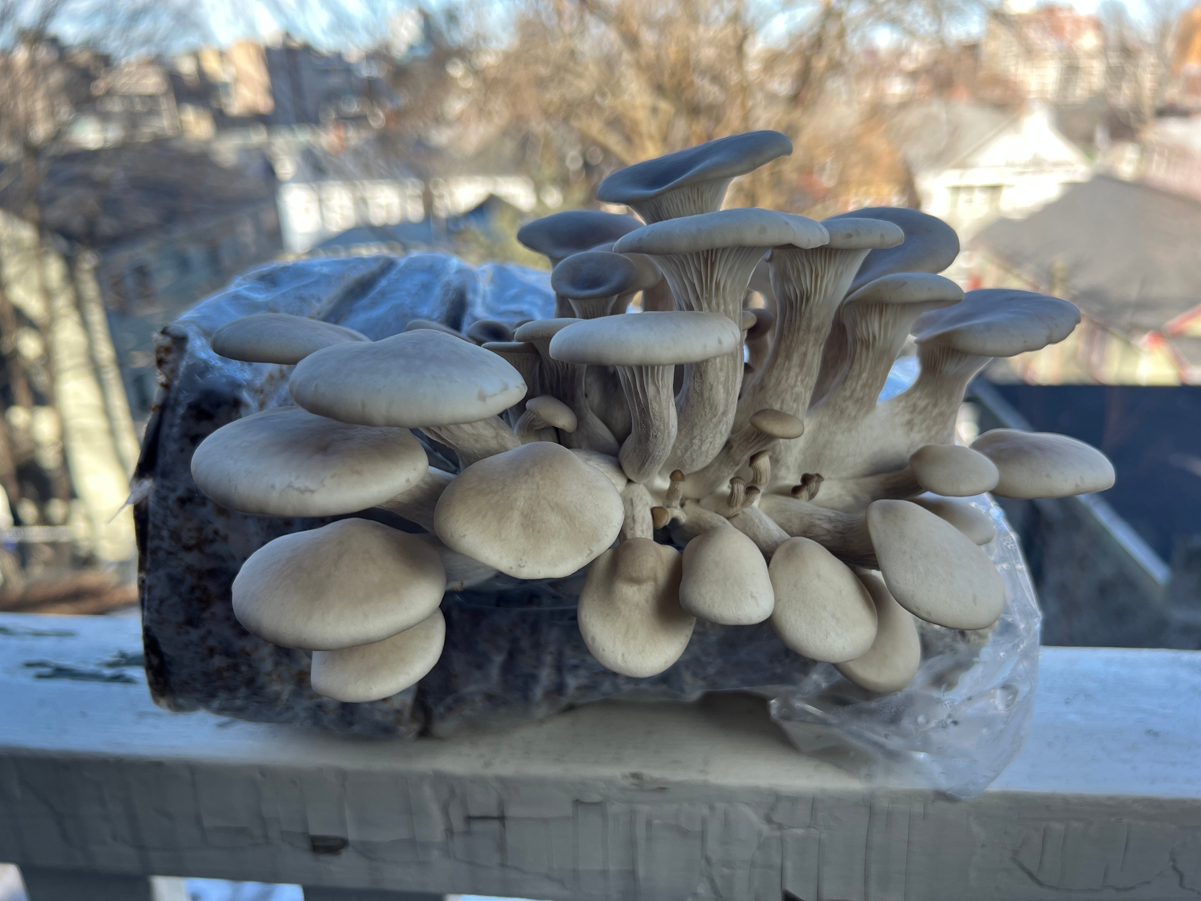 Pink Oyster mushroom grow pack